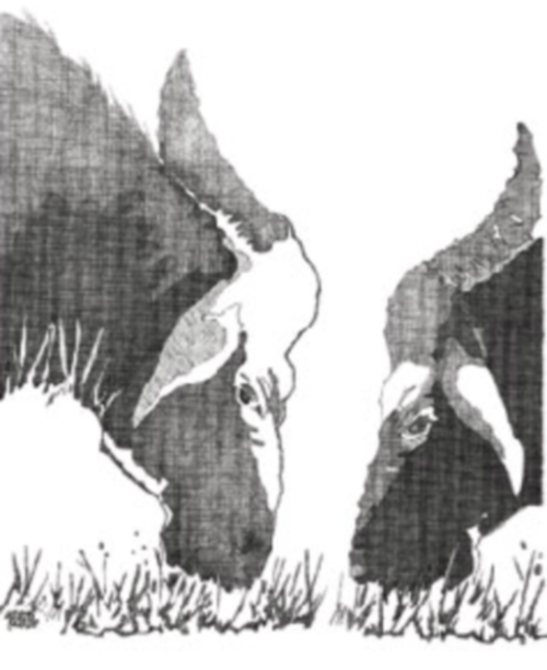 Two Indian Buffaloes / A Cow Grazing by Arvind Narale