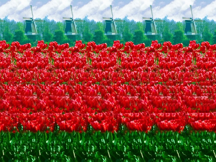 Tulips Stereogram